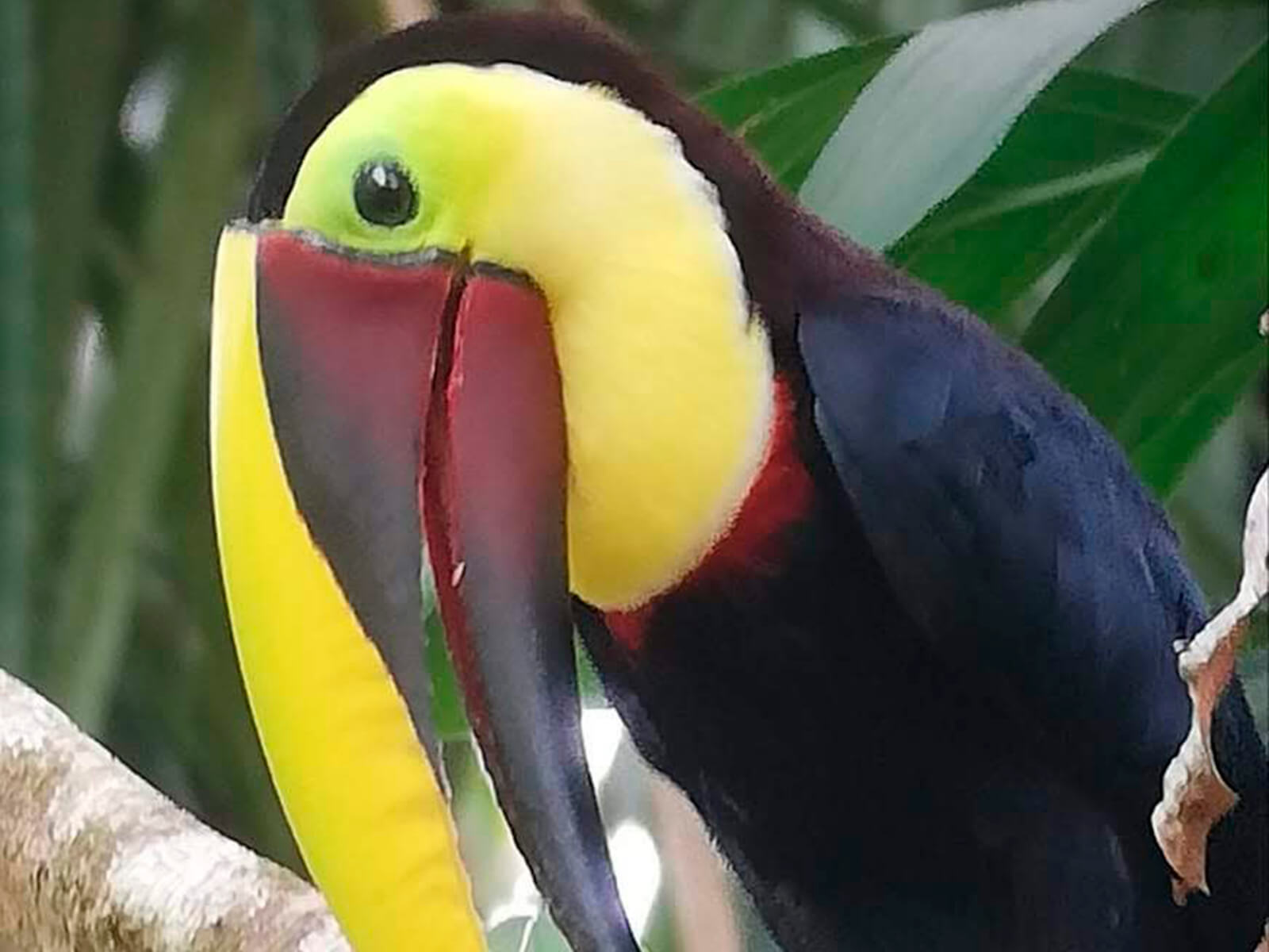 Tour aves Costa Rica hotel